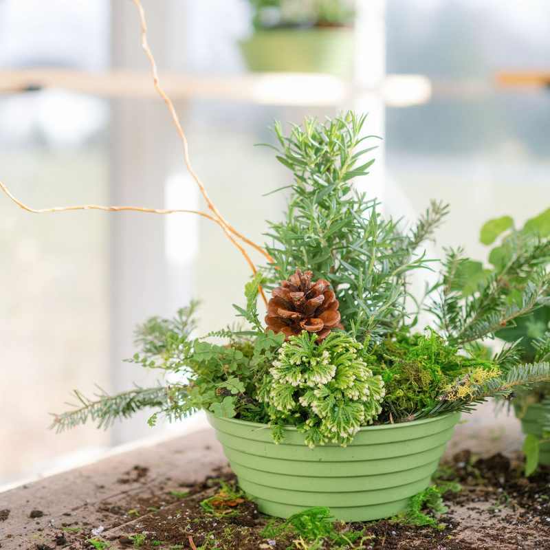 7" ringware bowl in bamboo green with rosemary and pinecones