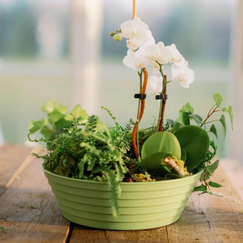 ringware 9" bamboo green with orchid and various foliage