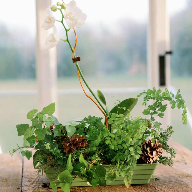 Floral arrangement with white orchid in 10"x 5" rectangle ringware tray