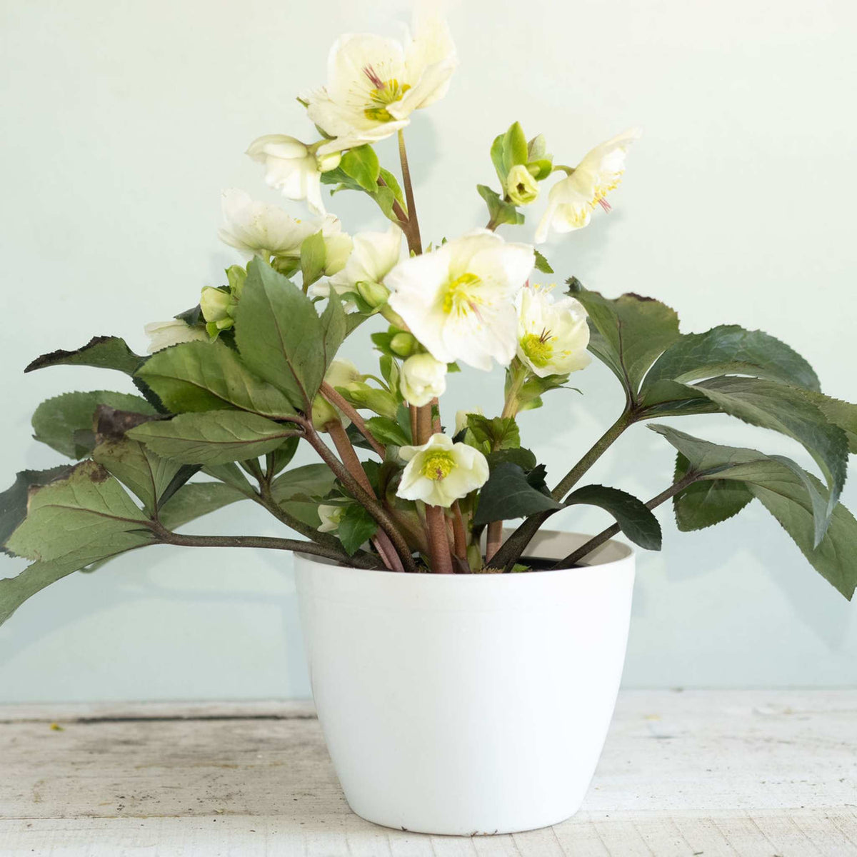 Spring Arrangment in White Jardiniere