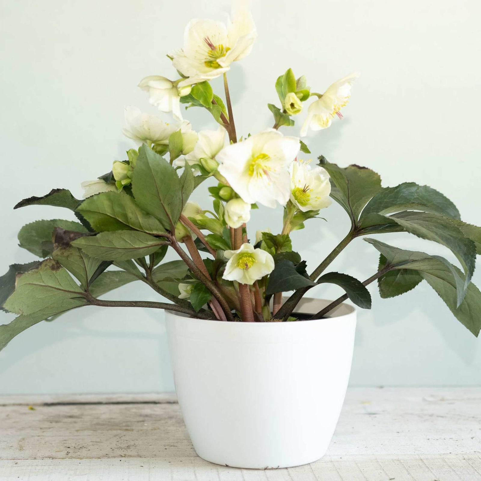 Spring Arrangment in White Jardiniere