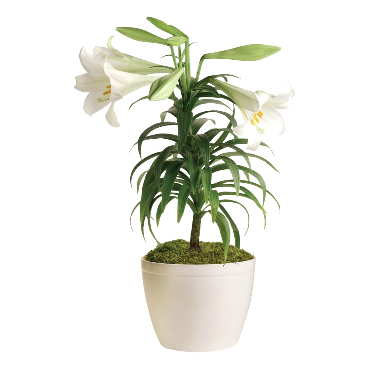 Contoured Jardiniere